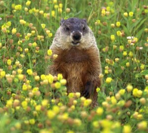 The Lowly Groundhog: Long May They Live