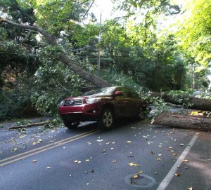 TreeDown