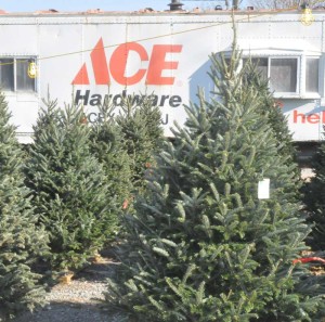 AceChristmasTrees
