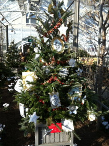 Upland's Tree at Longwood