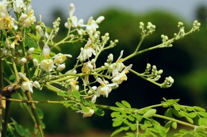 DrumstickFlower