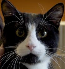 Boots, a young, mid-sized, domestic, short-haired cat, would like to be your Valentine.