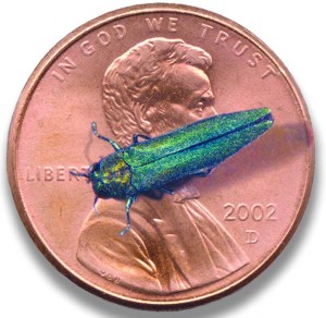 The emerald ash borer, Agrilus planipennis Fairmaire, is a green beetle native to Asia. It is an invasive species, responsible for the loss of millions of ash trees in North America.