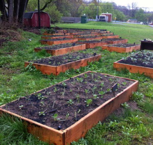 The addition of new raised beds is expected to more than quadruple production for the Mogreena Garden Project.