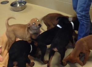 Chester County SPCA Kennel Coordinator Michele Amendola quickly gets surrounded as she enters the pen of a group of Doberman pinscher puppies.