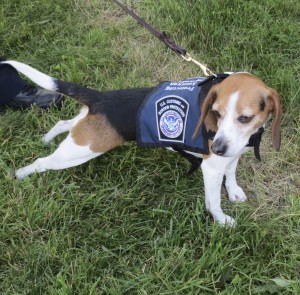 A beagle from U.S. Customs eagerly awaits its turn for a demonstration.