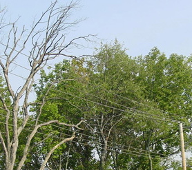 Peco said crews began working on pruning and selective tree removal in mid-August and will continue until 