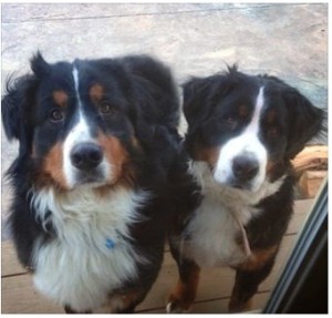 A Chester County Court jury must decide whether a West Vincent Township resident was justified in shooting Argus and Fiona, his neighbors’ pet Bernese mountain dogs.