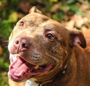 Just in time for Halloween, "Pumpkin," a favorite of the Chester County SPCA staff, is available for adoption.