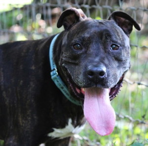 Oliver is one of the prospective pets being offered by the Chester County SPCA during National Pit Bull Awareness Day on Saturday.