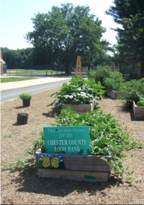 30 raised garden beds contain a variety of vegetables which are donated to the Chester County Food Bank and also used in the Family and Consumer Science classrooms.