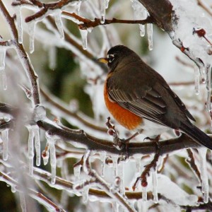 Like many Chester County residents, this robin is likely hoping the next batch of nasty weather won't include ice. Photo by Dave Lichter