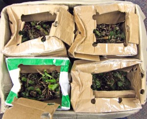 Packages containing khat get intercepted by federal agents at the international express courier facility near Philadelphia International Airport on Friday, March 7.                              Photo courtesy of U.S. Customs and Border Protection