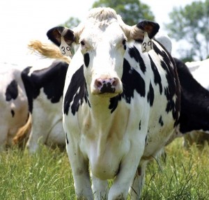 Cow