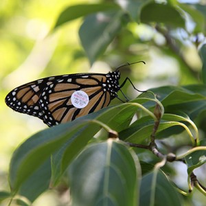 tyler butterfly