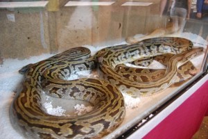 reptile show