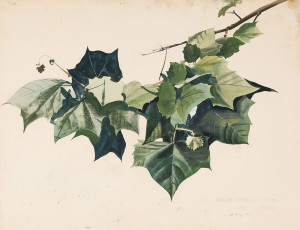 Wyeth-Exhibition Summer-Freshet-Study