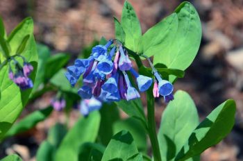 Spring Blooms runs through June 3 at Longwood Gardens.