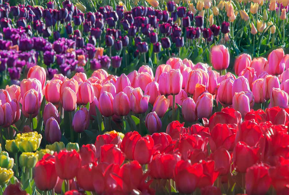 Tulips in full bloom at Longwood The Unionville Times