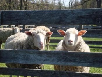 “Sheep and Wool Day” is Saturday at Springton Manor Farm.