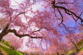 Cherry Blossoms are starting to explode in the Delaware Valley — and Subaru is sponsoring various events across the region to celebrate.