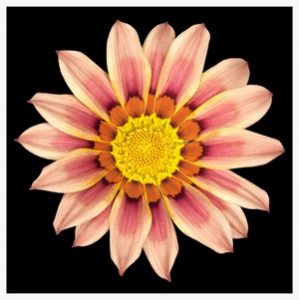 Pink-Gazania-Web-1200px-sq-25Mar2015