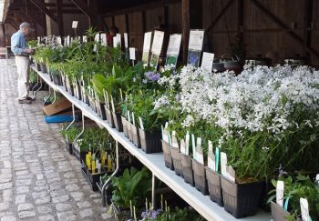 The annual “Wildflower, Native Plant & Seed Sale” is this weekend at the Brandywine River Museum.