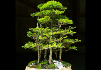 Bonsai is a big thing at the Brandywine River Museum this weekend.