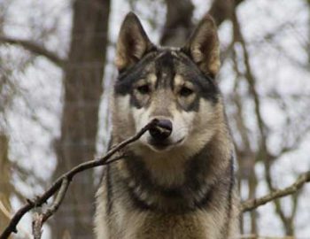 Enjoy a “Full Moon Tour” at the Wolf Sanctuary of Pennsylvania.