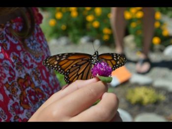 Colonial Gardens hosts a Butterfly Festival this weekend.