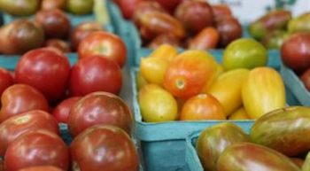 Linvilla Orchards holds is annual Tomato Festival this weekend.