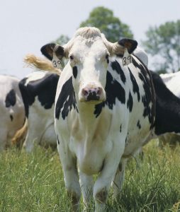 cow