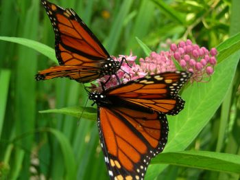 MonarchButterfly