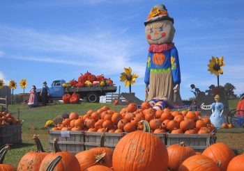 pumpkinland-linvilla