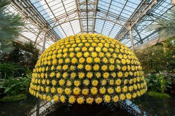 Longwood Gardens has unveiled the largest chrysanthemum ever grown outside of Asia: the Thousand Bloom Chrysanthemum.