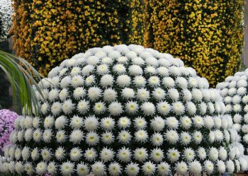 Chrysanthemum_Festival_