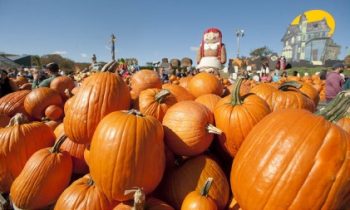 'Pumpkinland' at Linvilla Orchards.