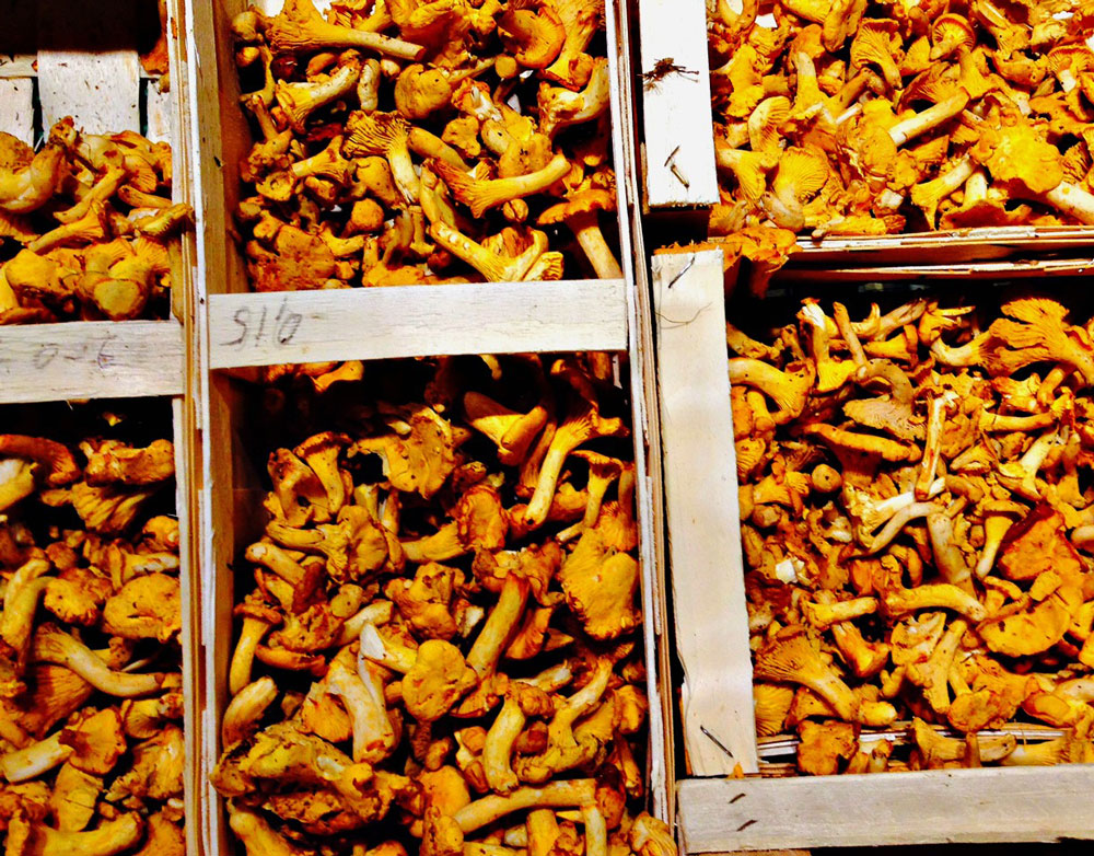 Chanterelle Mushrooms are Grown by a number of local producers and offer a fabulous taste to add to fall dishes.