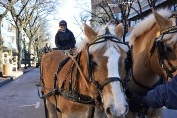 Horse-drawn carriage rides in Kennett Square.