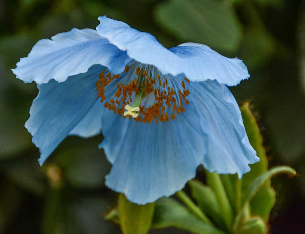 Blue poppies now on display at Longwood The Unionville Times