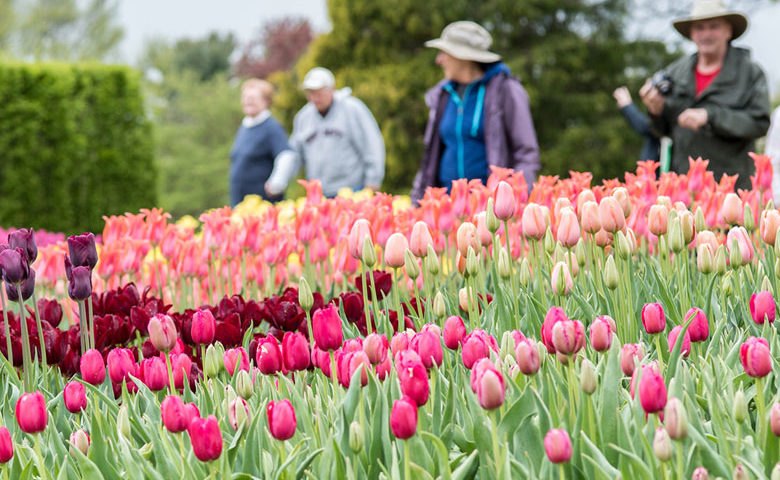 What To Do Longwood Gardens Blooms Into Spring The Unionville