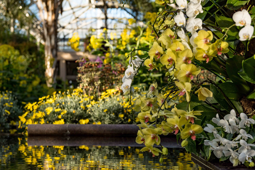 Orchid Extravaganza Returns To Longwood Gardens Jan 18 The